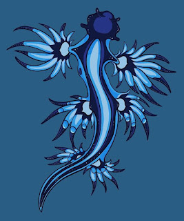 Beautiful Blue Dragon Seaslug
