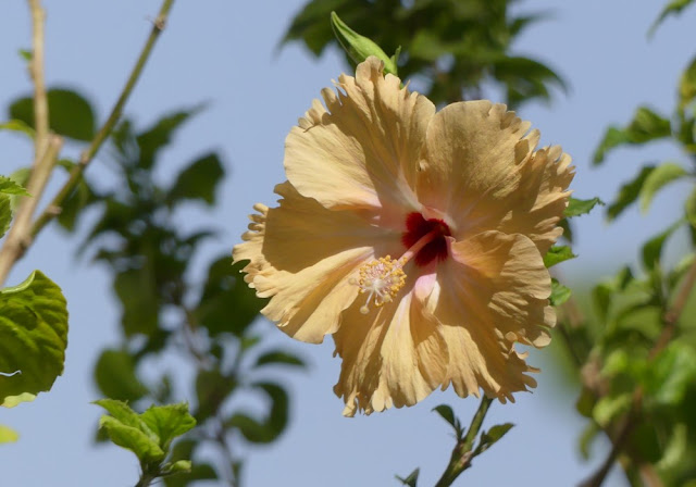 Hibiskusblüte nahe der Sultan-Qabus-Moschee, Oman