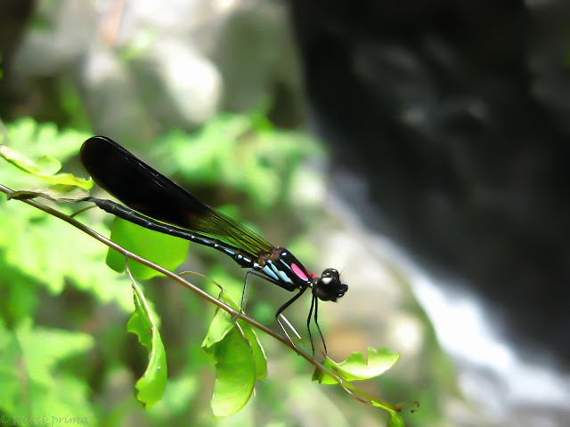 Foto makro serangga