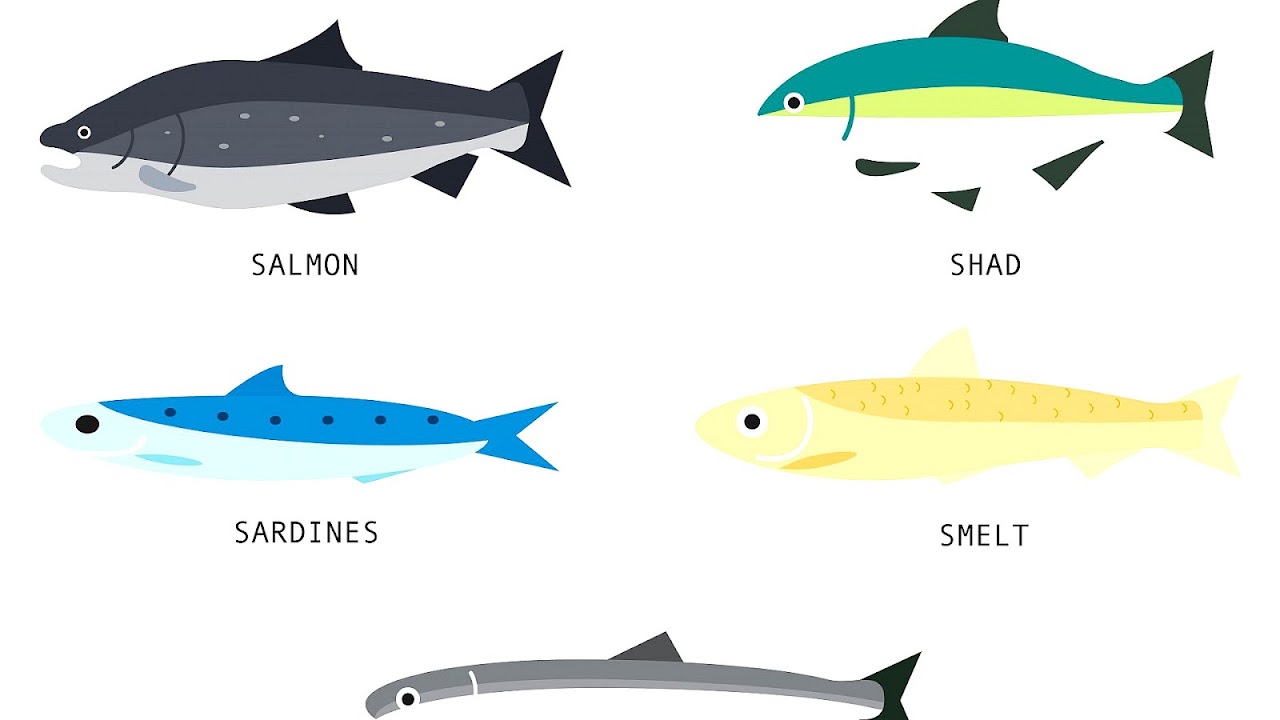What Fish Has The Most Omega 3