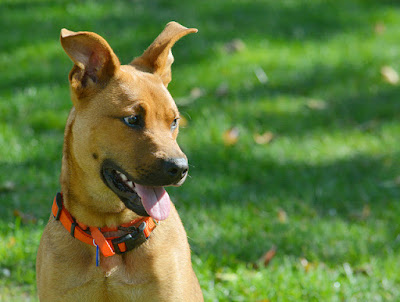 A dog sitting on a lawn.