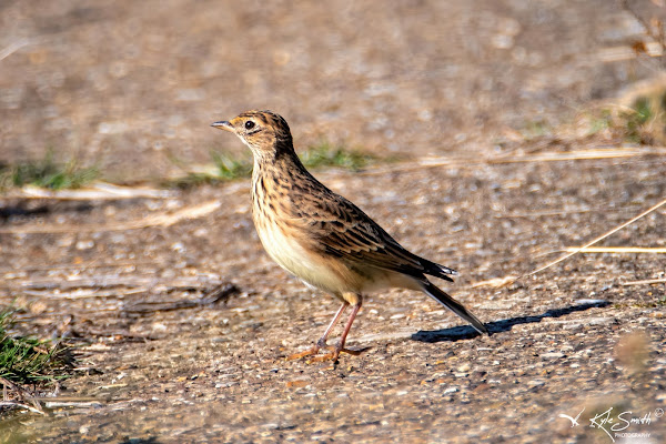 Skylark