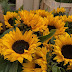 Sunflower - always be my favourite