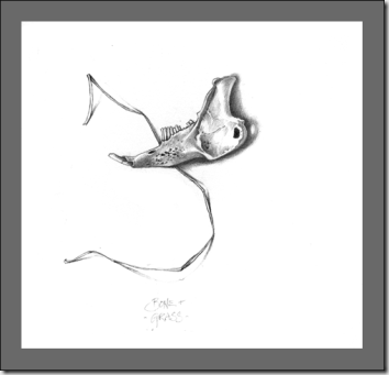 rabbit--bg