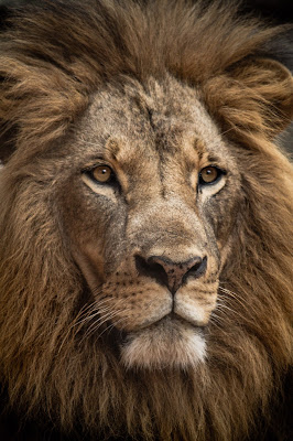 Lion (Credit: Luke Tanis/Unsplash)