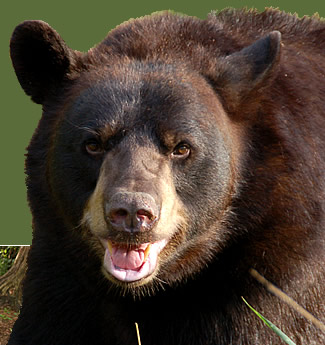 Black Bear