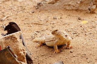 Hukum Memakan Landak dan Biawak dalam Islam, Halal atau Haram?