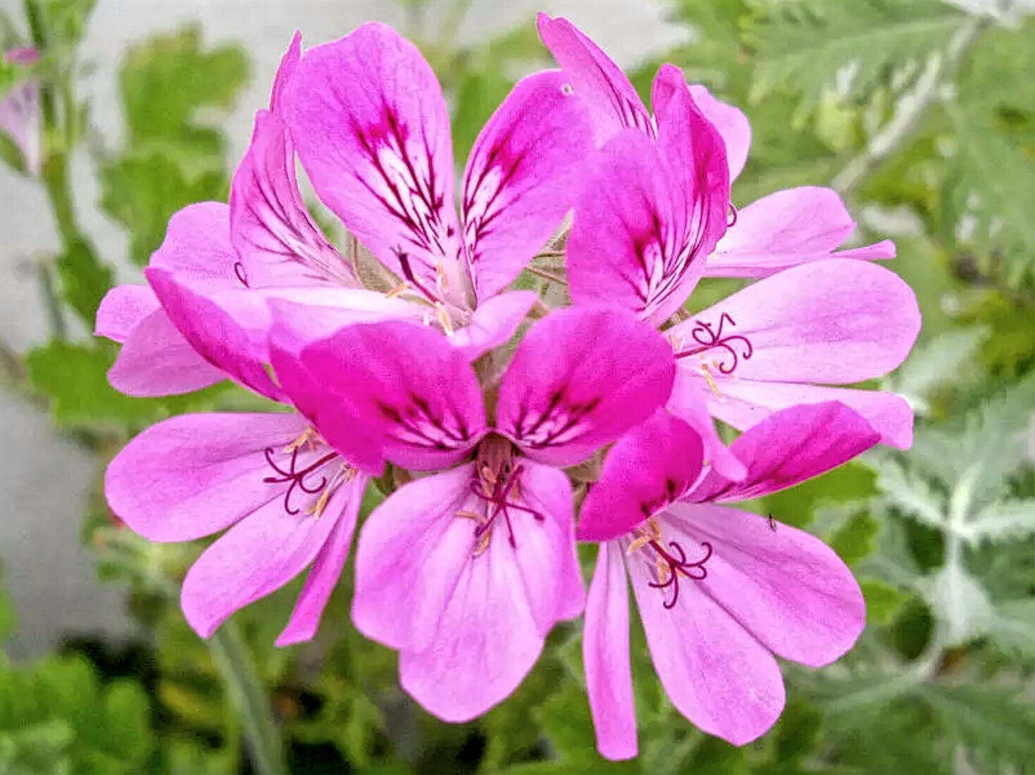 最高かつ最も包括的な10 月 12 日 誕生 花 美しい花の画像