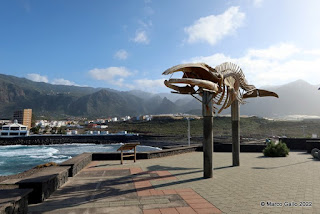 ESQUELETO DE BALLENA DE LOS SILOS. Tenerife, España