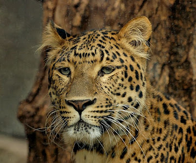 Foto Macan Tutul Cina Utara (panthera Pardus Japonensis)