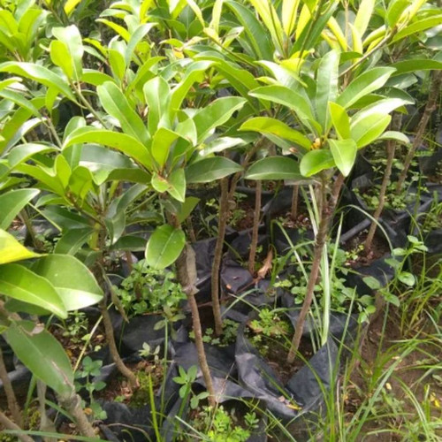 bibit pohon sawo alano sangat rekomended batang Singkawang