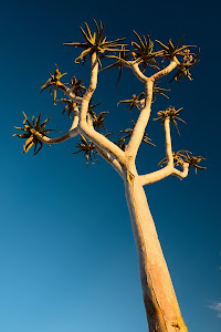 Quiver tree, Fish River Canyon, Namibia © Matt Prater