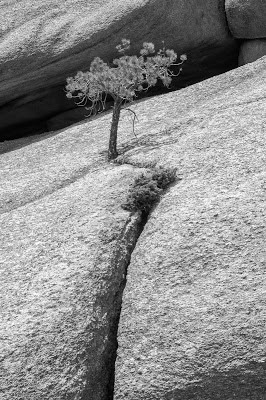 Goose Creek Trail, Lost Creek Wilderness