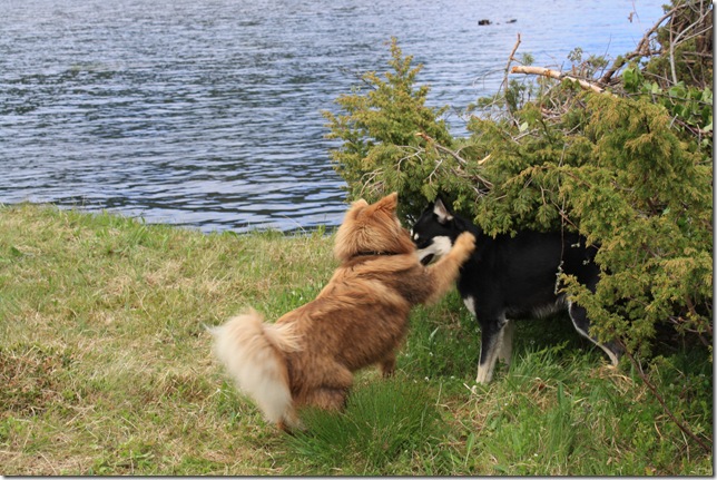 bursdag og lapphundtreff 167