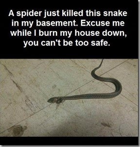spider-burn the house down2