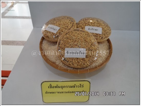 'งานเกษตรภาคอีสาน ขอนแก่น 2557