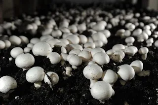 White Button Mushroom Spawn in Nongstoin