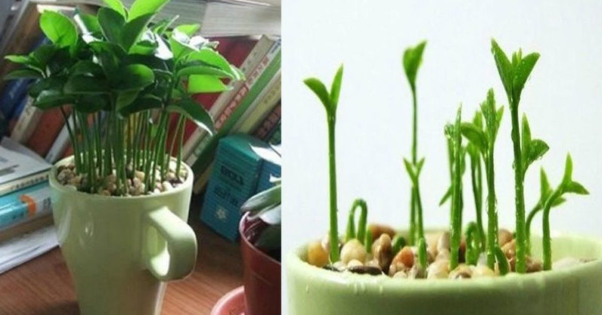 Learn How To Grow A Lemon In A Cup To Make Your Home Smell Amazing