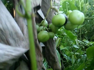 gambar buah lakum, galing galing, anggur kalimantan, Cayratia trifolia