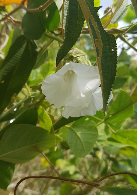 Odonellia hirtiflora