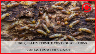 Telp : 085771752970 Jasa Pembasmi Tikus di Bekasi G - Pest Control