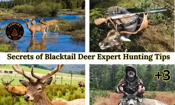 Unlocking the Secrets of Blacktail Deer Expert Hunting Tips