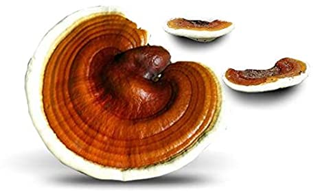 High quality ganoderma mushroom spawns | Biobritte mushrooms