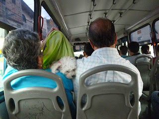 Perro en transporte público