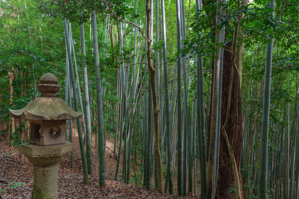 Iwashimizu Hachiman Shrine bamboo grove