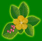 13+ Bunga Simpur
