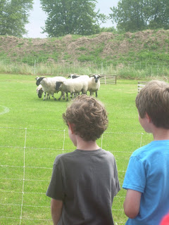 6 sheep in a group