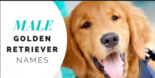 The Friendliest Dog Ever - How to a Choose a Name For Your Golden Retriever 