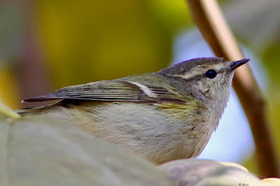 Hume's Warbler - winter visitor