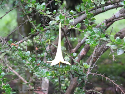 Lily thorn - Catesbaea spinosa