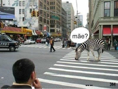 Filha zebra procurando a mãe e acha que a faixa de pedestres 