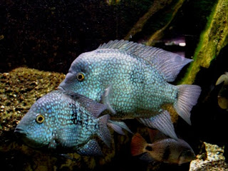 cichlid