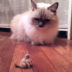 Funny cats - part 89 (40 pics + 10 gifs), cat looking at mini cat figurine