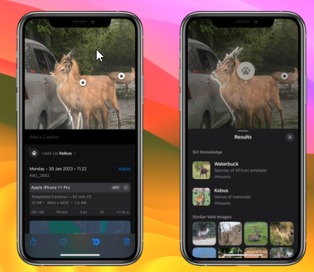 See More, Know More: Mastering Visual Look Up for iPhone Photo Identification