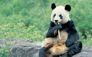 Gambar panda