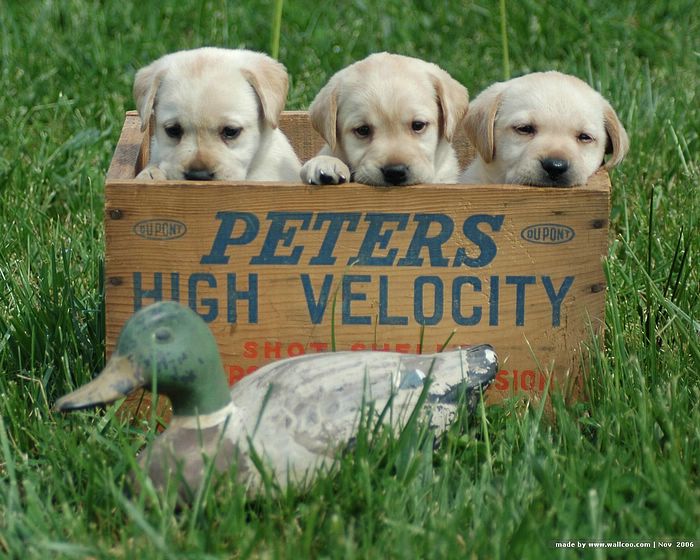 three roly poly yellow labs in a wooden basket with a decoy mallard in front