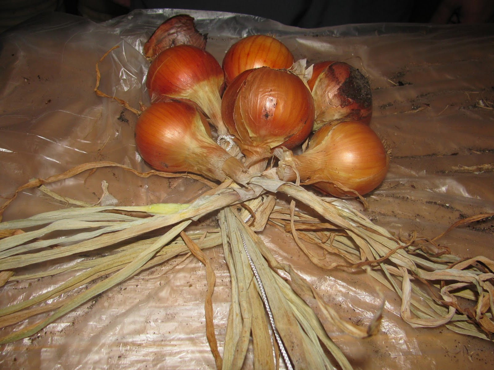 How To Store Onions