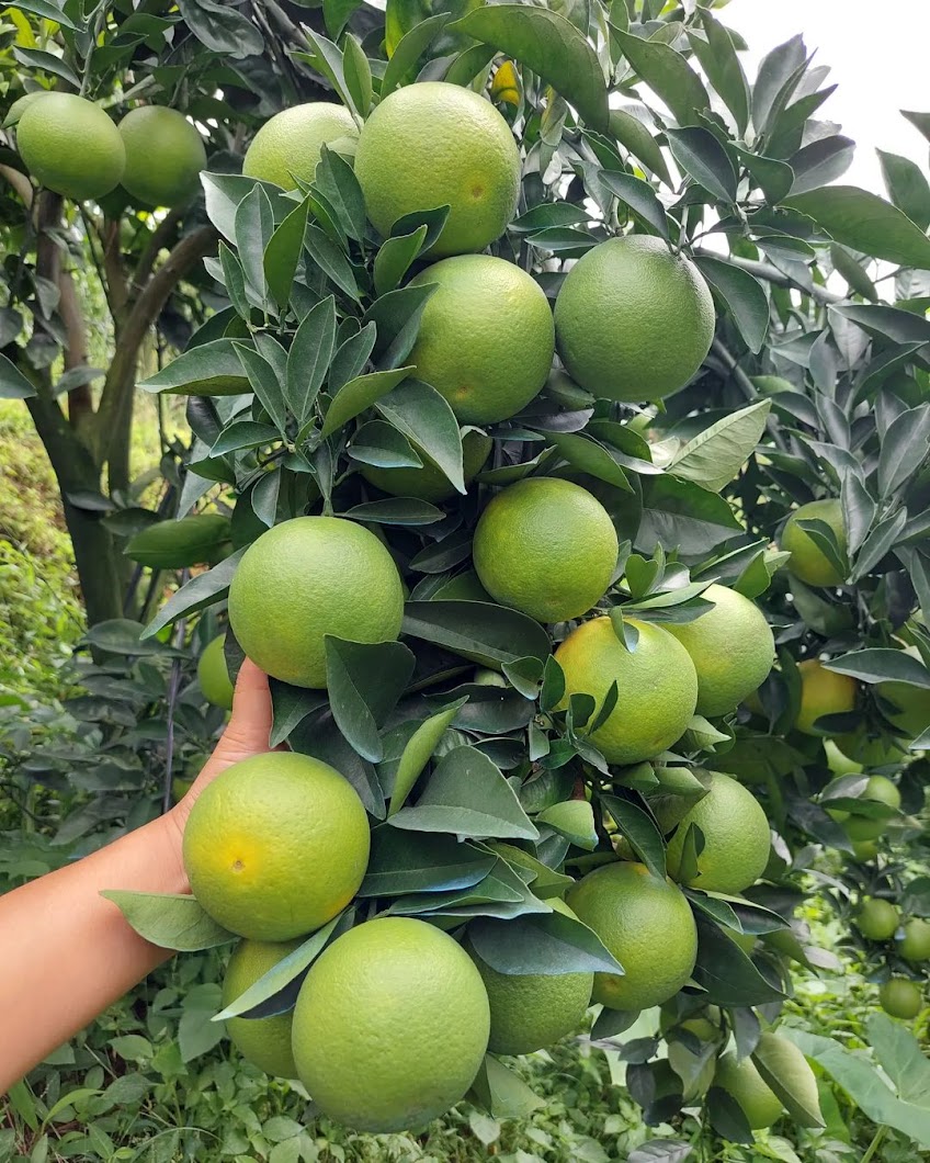 bibit jeruk keprok brazil okulasi cepat buah kualitas utama Kupitan