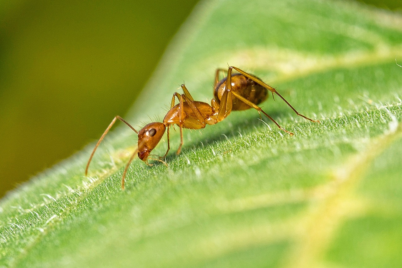 Opinión  Sobre ecologistas domesticados y la invasión de las