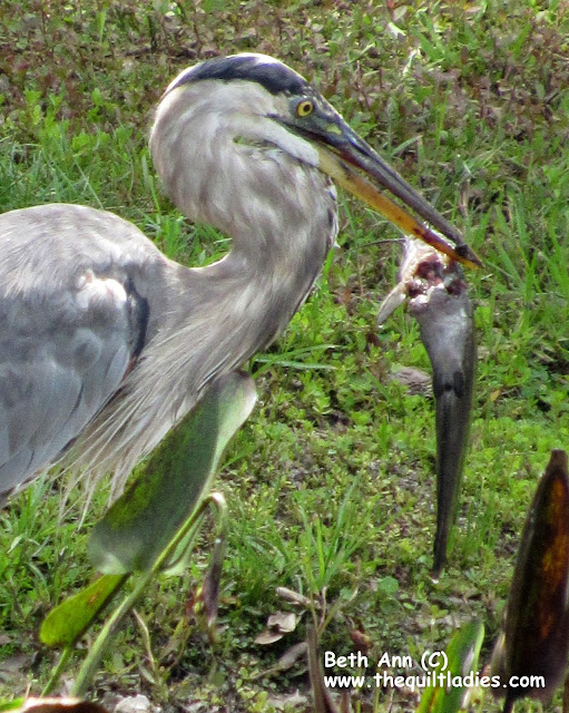 Nature's - Circle of Life Photo by Beth Ann Strub, a bird and fish