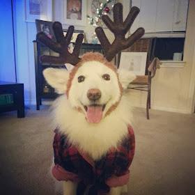 Cute dogs (50 pics), dog pictures, cute dog wears antler hat