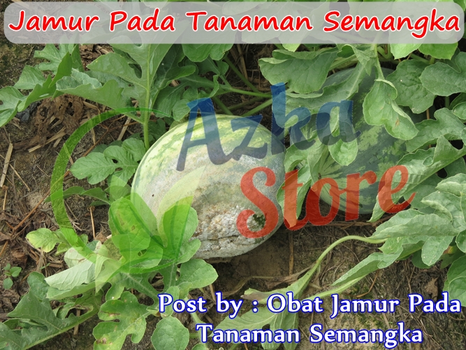 Obat Jamur Pada Tanaman Semangka