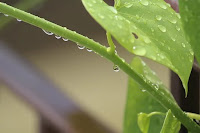 giloy images, amrita images, ayurvedic images