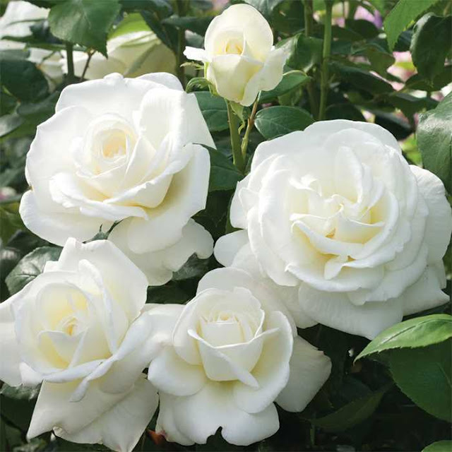৫০+ সাদা গোলাপ ফুলের ছবি ডাউনলোড | White Rose Flower Picture Download