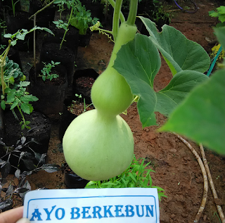 cara tanam labu botol