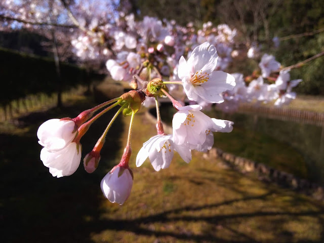 敷地内の桜